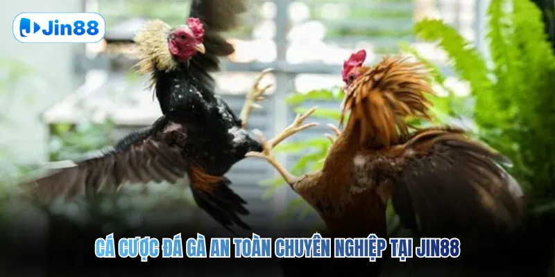 Đá gà JIN88 - Jin88 - hình ảnh - vwkjgpsxh.top Đá gà JIN88 - Jin88 - hình ảnh - vwkjgpsxh.top