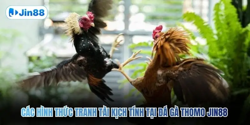 Đá Gà Thomo JIN88 – Quy Tụ 10+ Trận Đấu Mỗi Ngày - hình ảnh - vwkjgpsxh.top Đá Gà Thomo JIN88 – Quy Tụ 10+ Trận Đấu Mỗi Ngày - hình ảnh - vwkjgpsxh.top
