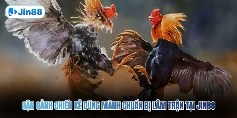 Đá Gà Cựa Sắt JIN88 – Đấu Trường Chân Thực Top 1 2026 - hình ảnh - vwkjgpsxh.top