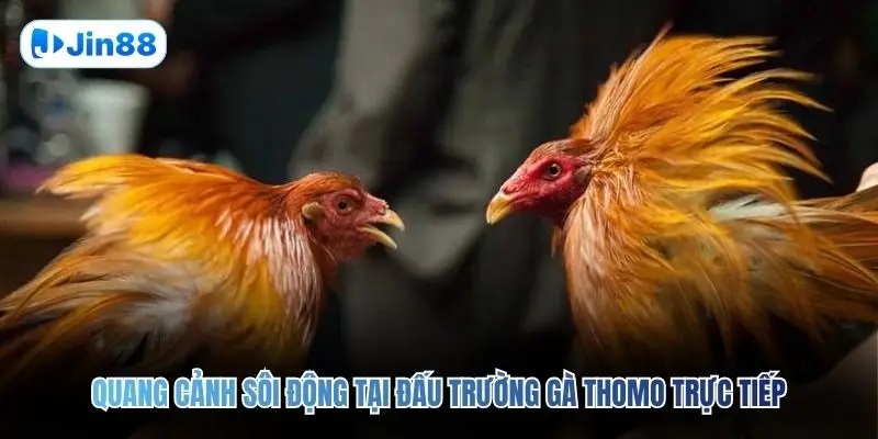 Đá Gà Thomo JIN88 – Quy Tụ 10+ Trận Đấu Mỗi Ngày - hình ảnh - vwkjgpsxh.top Đá Gà Thomo JIN88 – Quy Tụ 10+ Trận Đấu Mỗi Ngày - hình ảnh - vwkjgpsxh.top