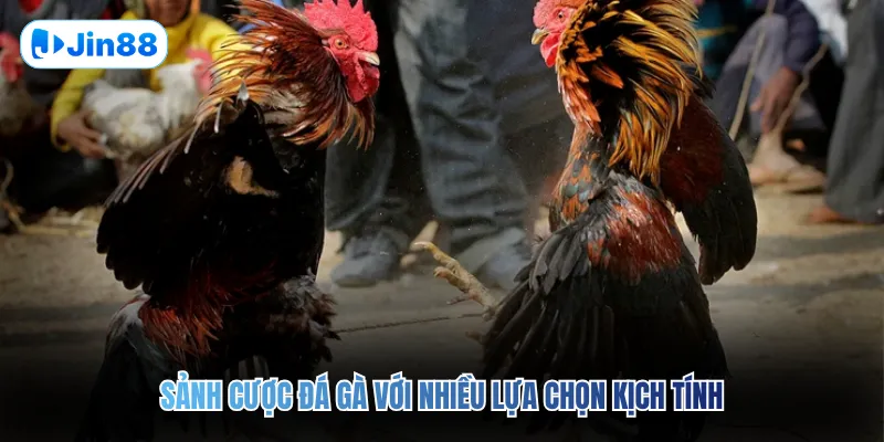 Đá gà JIN88 - Jin88 - hình ảnh - vwkjgpsxh.top Đá gà JIN88 - Jin88 - hình ảnh - vwkjgpsxh.top