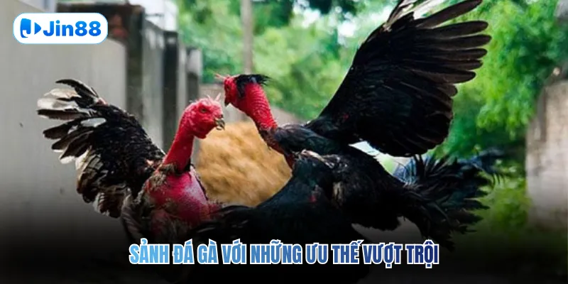 Đá gà JIN88 - Jin88 - hình ảnh - vwkjgpsxh.top Đá gà JIN88 - Jin88 - hình ảnh - vwkjgpsxh.top